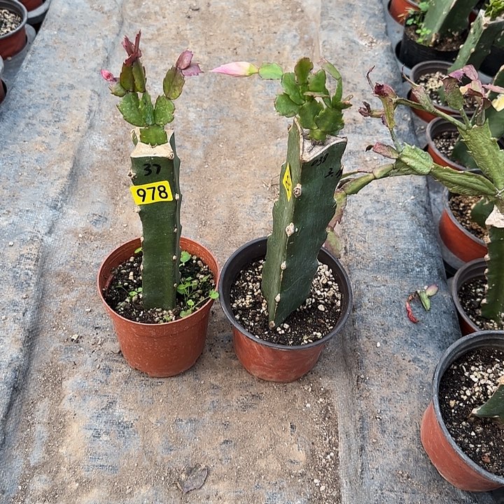 留***青978+995嫁接蟹爪兰：037+038（小苗）