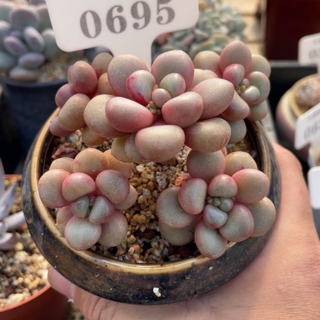 0695先锋派不带盆11厘米