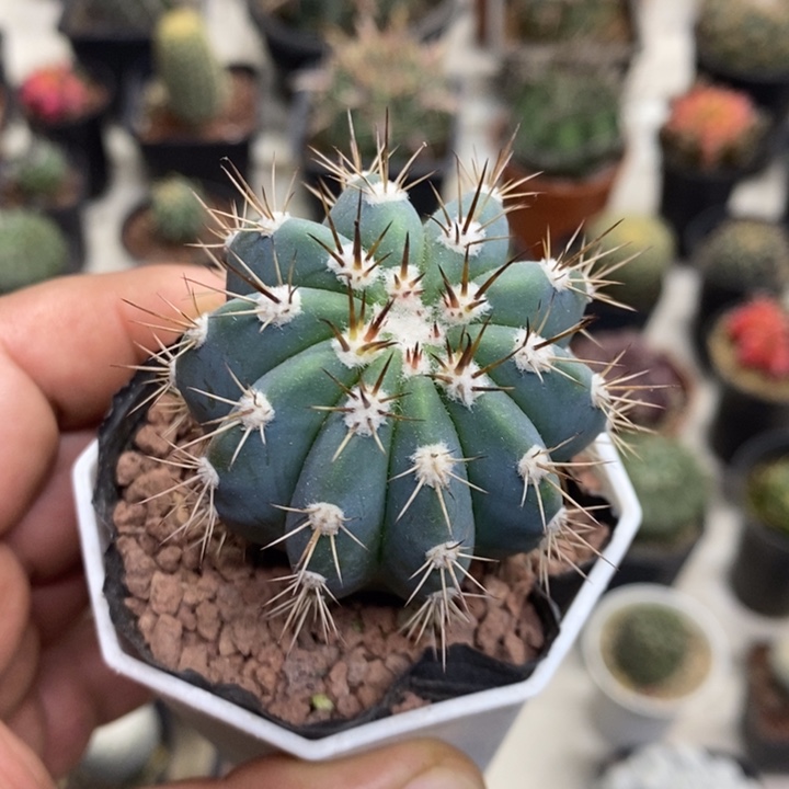 实生蓝云特价福利