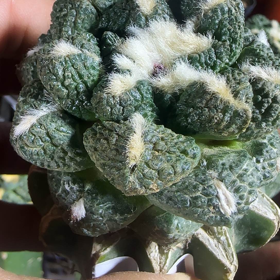 龟甲连山721仙人球