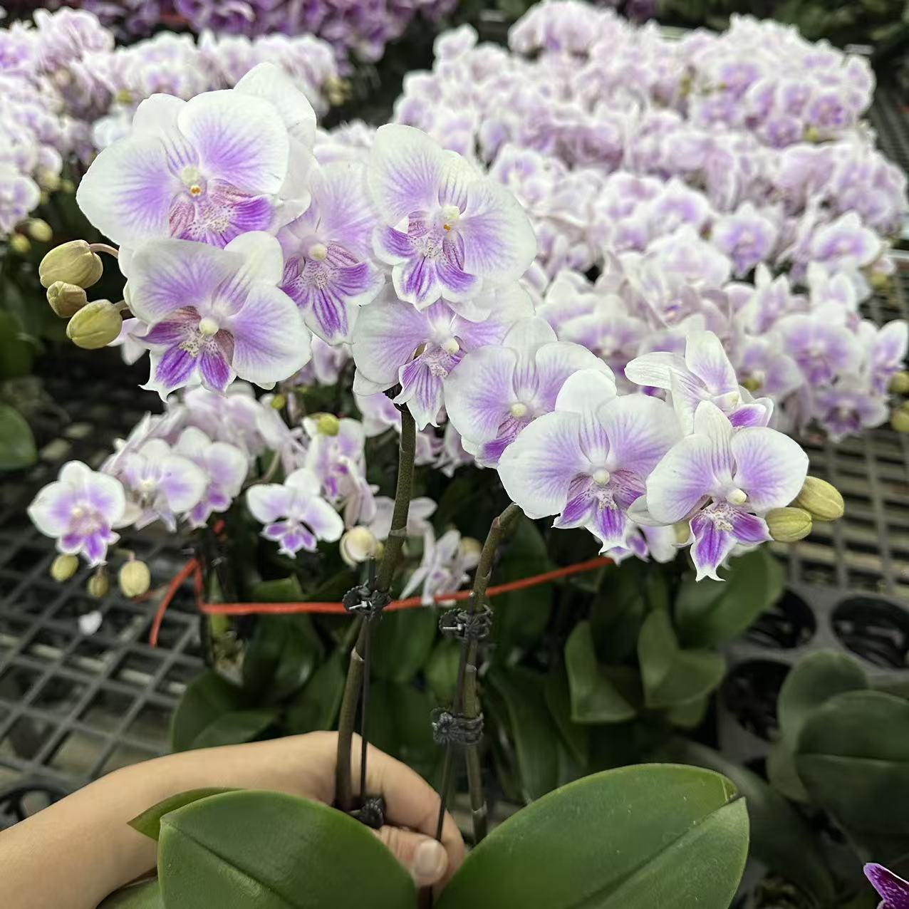 蝴蝶兰【爱丽丝】双花剑 室内花花 懒人好养 广州基地直发