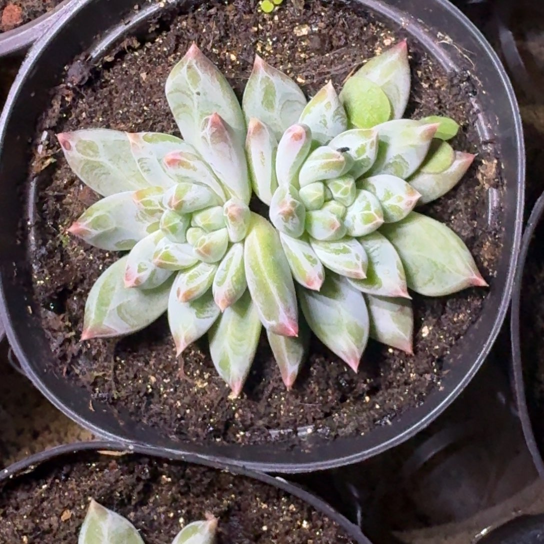 青禾美人 双头 一物一拍