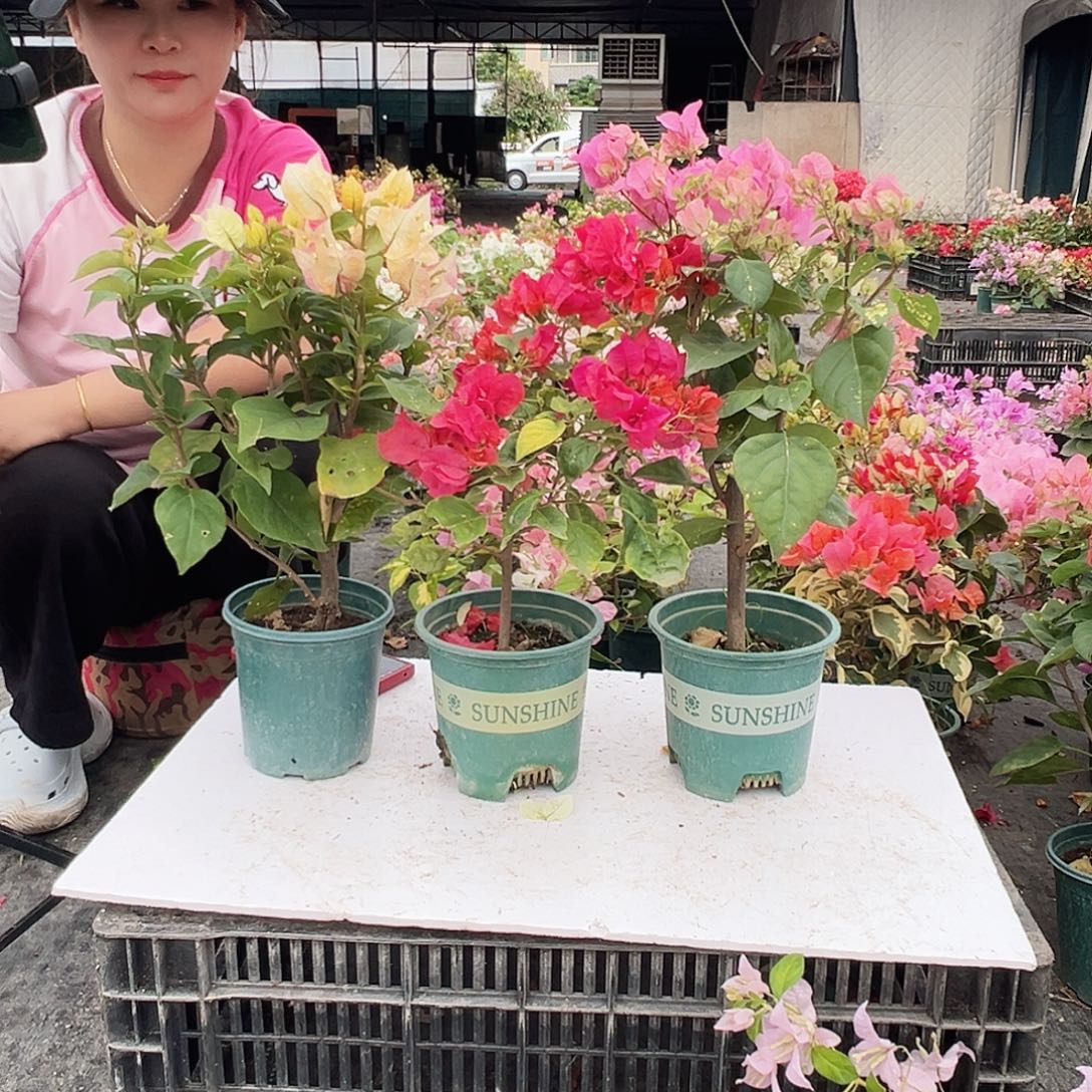 大部分花苞少量开放浅彩虹，香港丽人，撒金粉组合