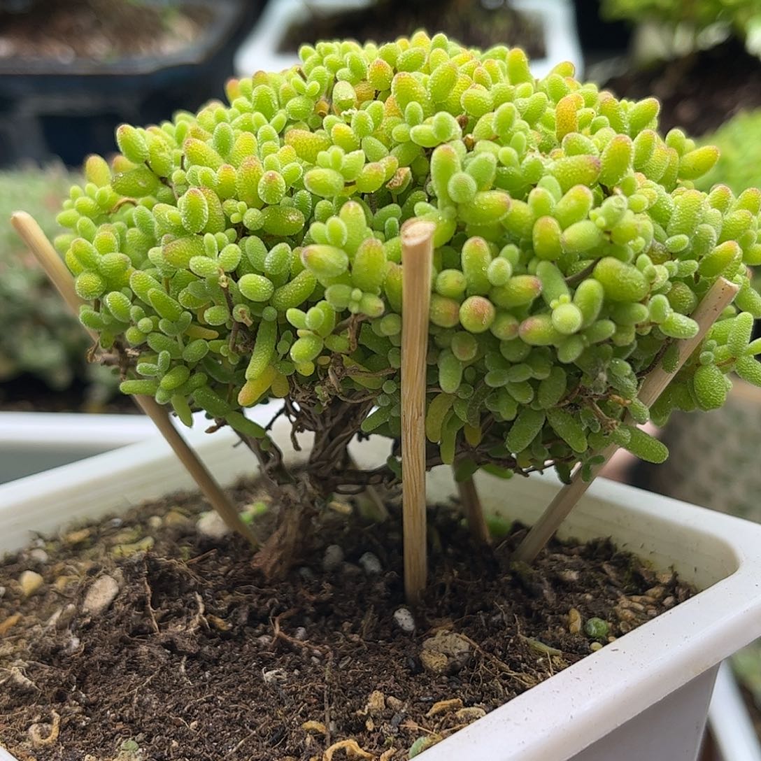 昕宝蜜桔福利枝干番杏