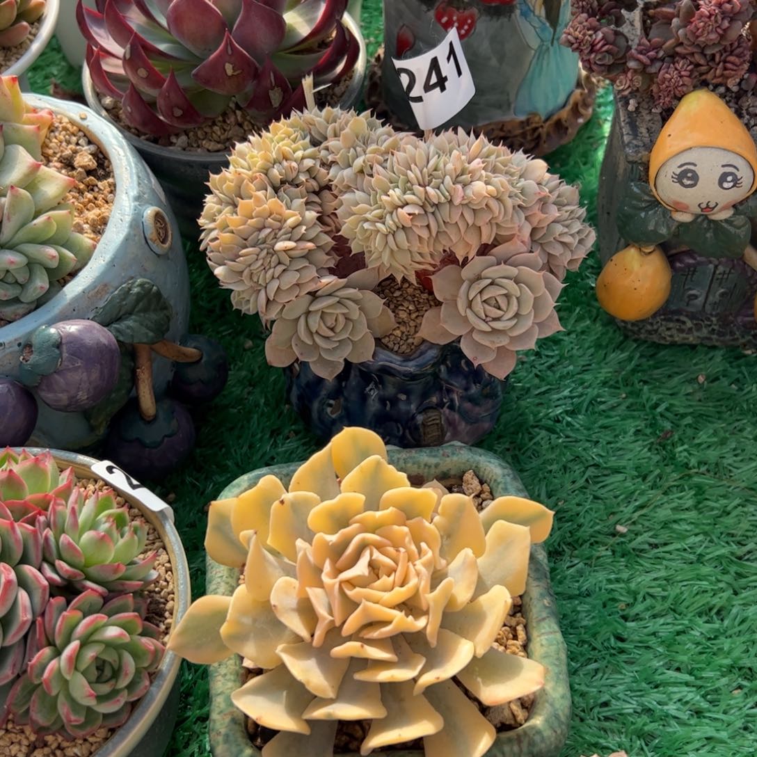 友***子241多肉植物组合盆栽