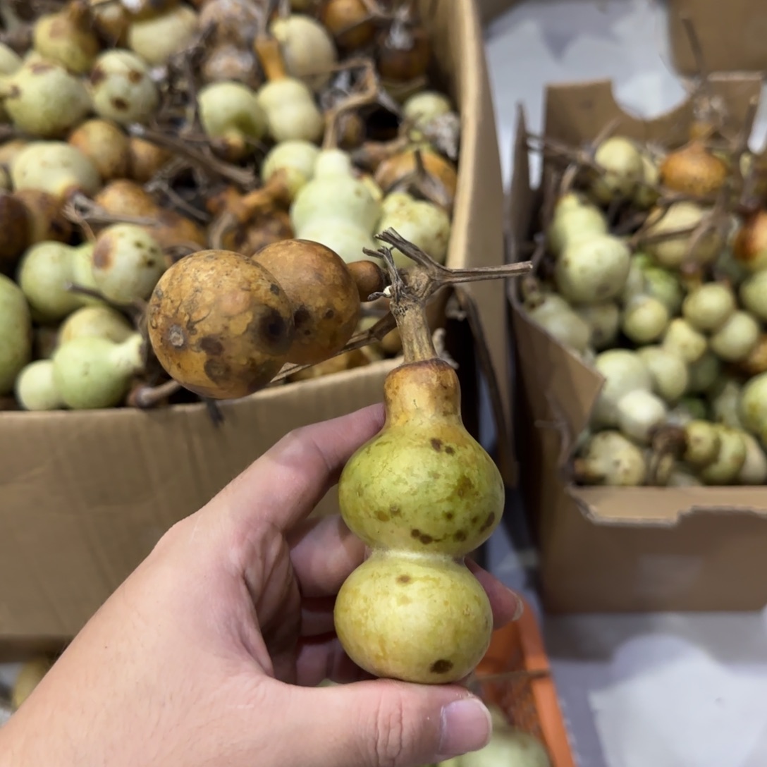 童***华葫芦青皮不包成 青皮不包成