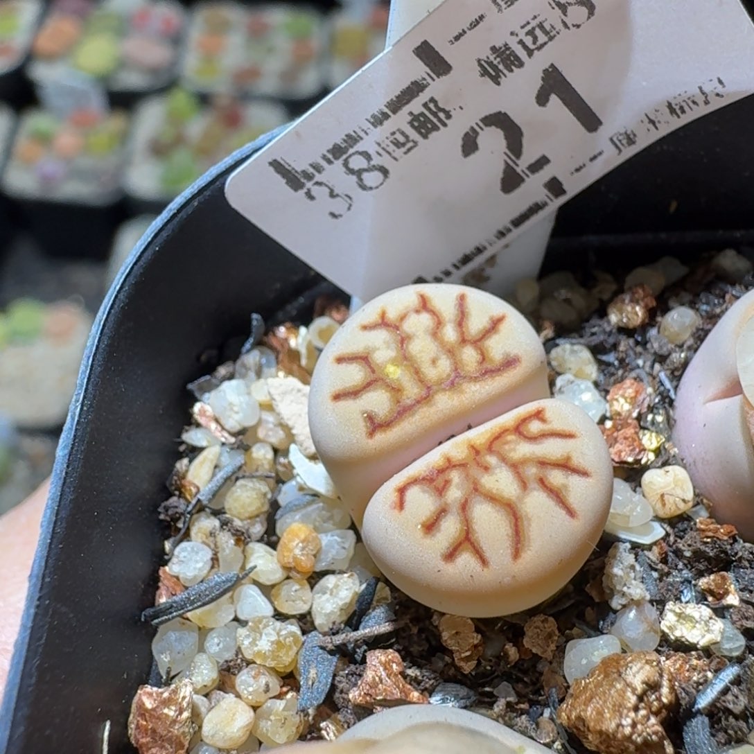 Ssss好货也福利便宜21