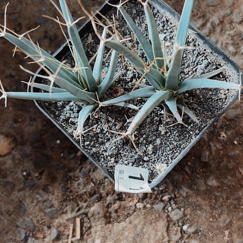 光山两个实生的超值