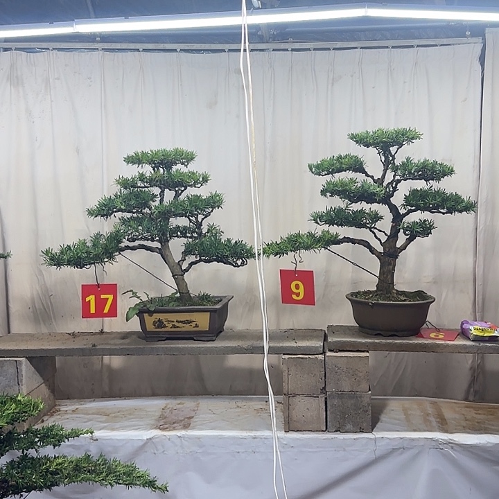 无花朵小叶罗汉松盆景包邮