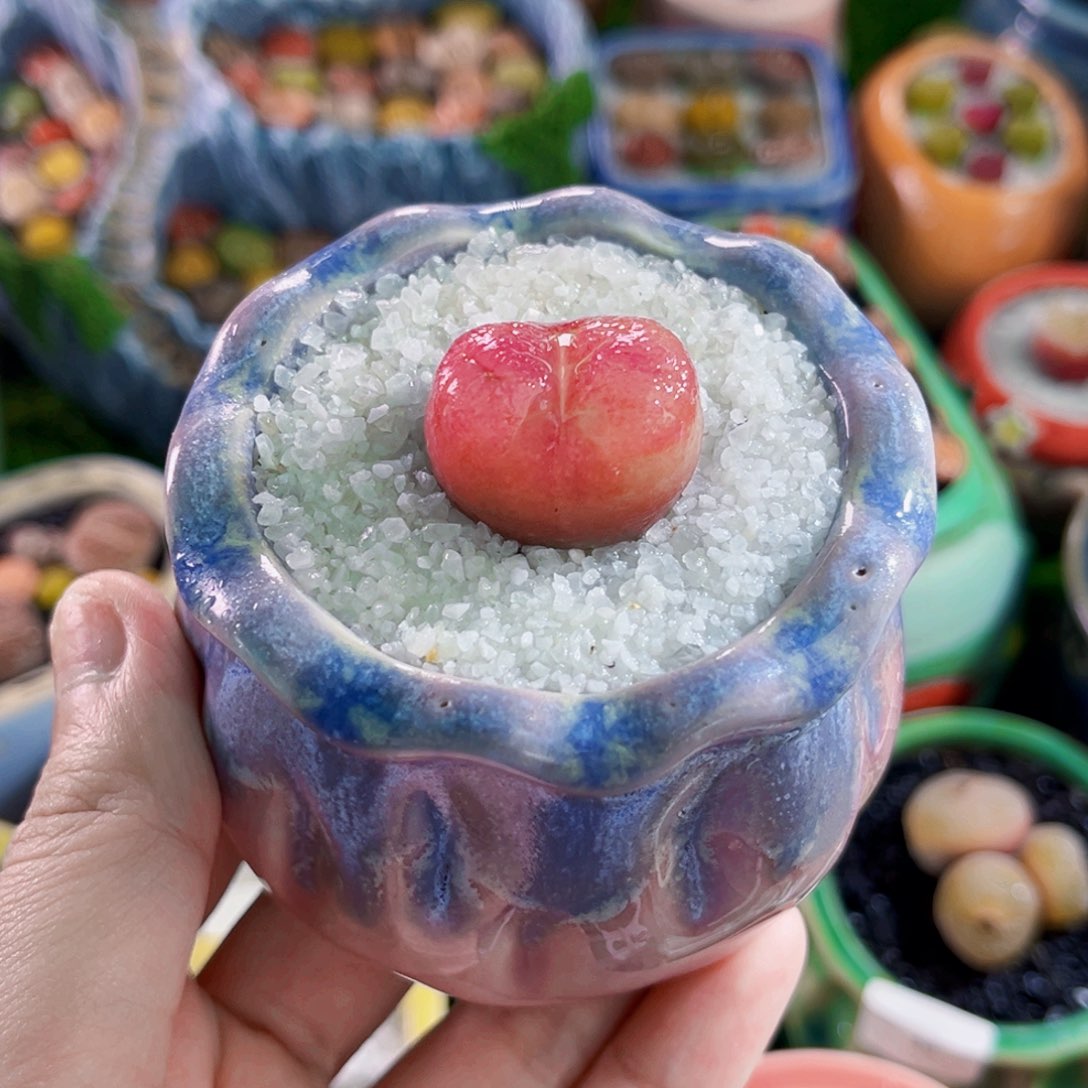 09毛汉尼2.4cm连盆带土全场包邮