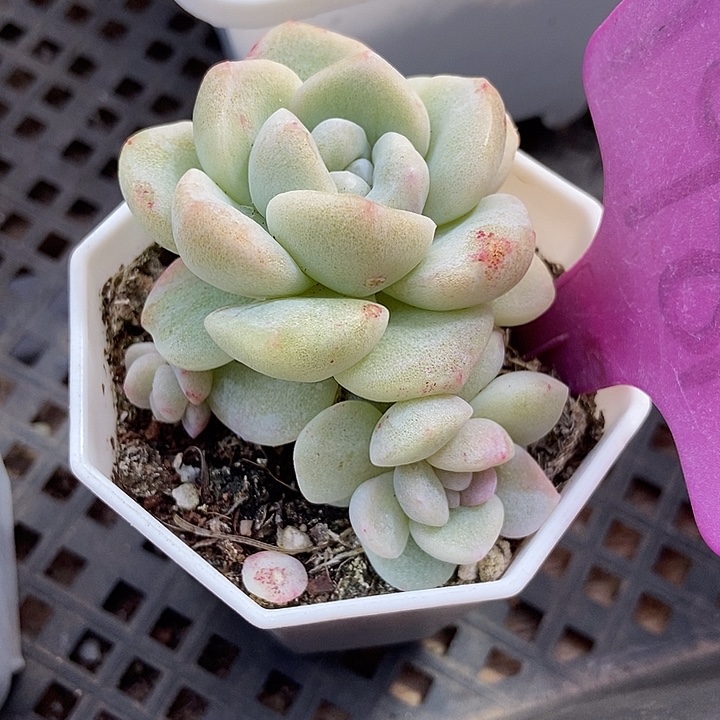 多肉植物冰玉石化1081