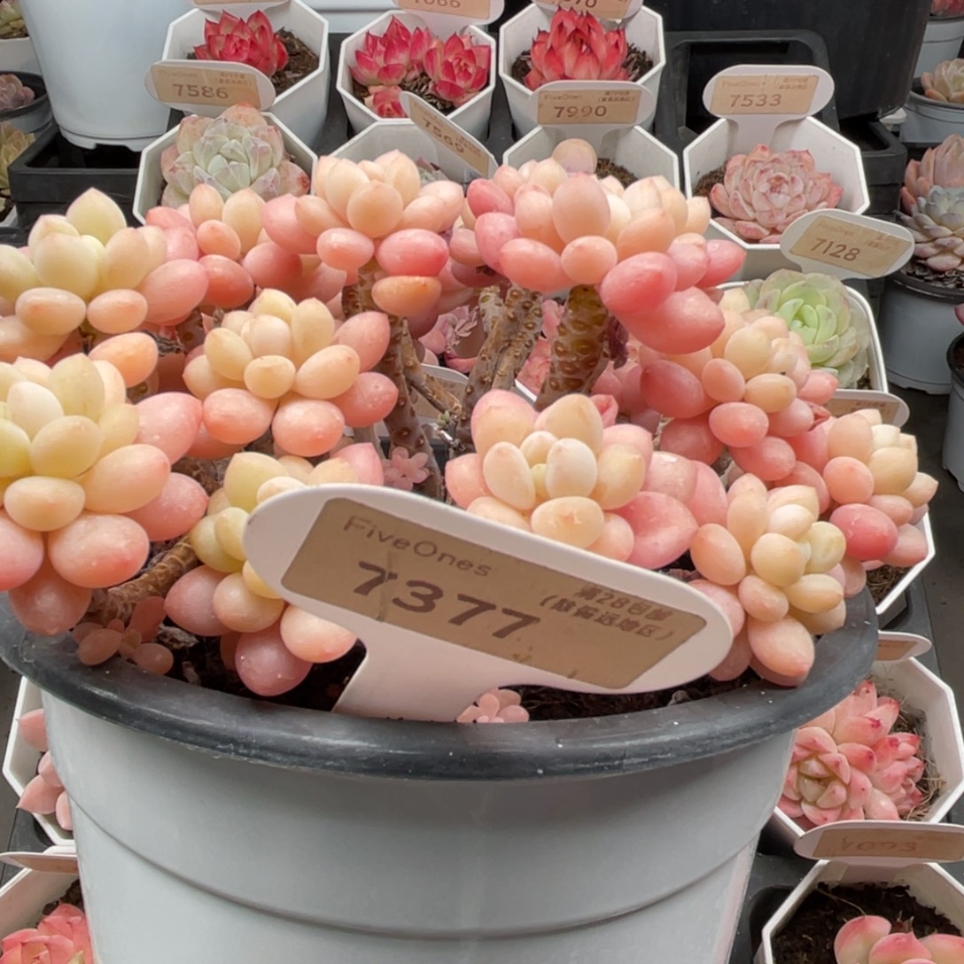 鱼子酱7377-19.0厘米