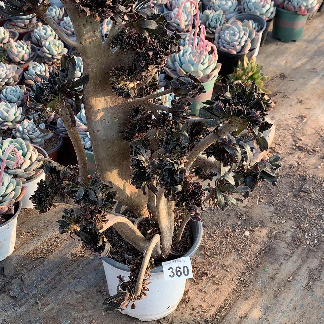 360灰色法师缀化