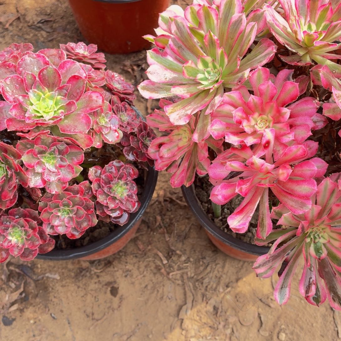 红铜白+安娜精品福利脱土