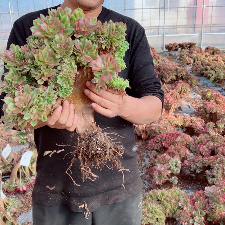 红袖醉话53号多肉法师