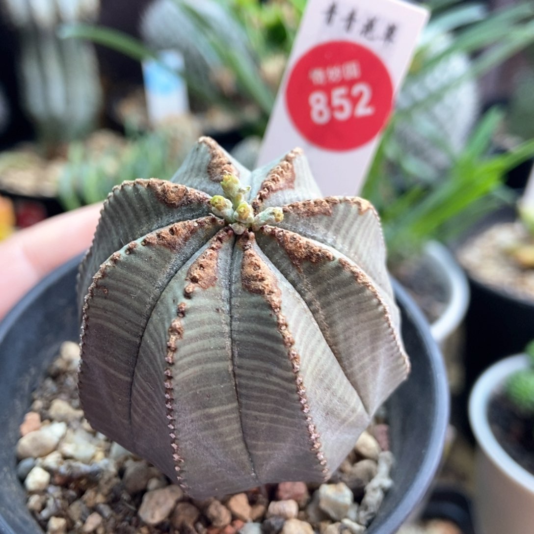 实生拉链斑欧系布纹球4.9cm