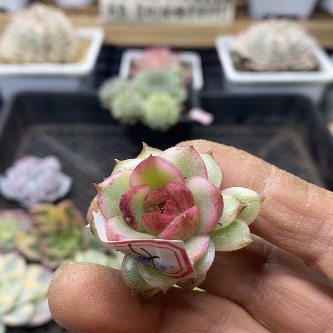 0544 绿水晶覆轮锦头盖