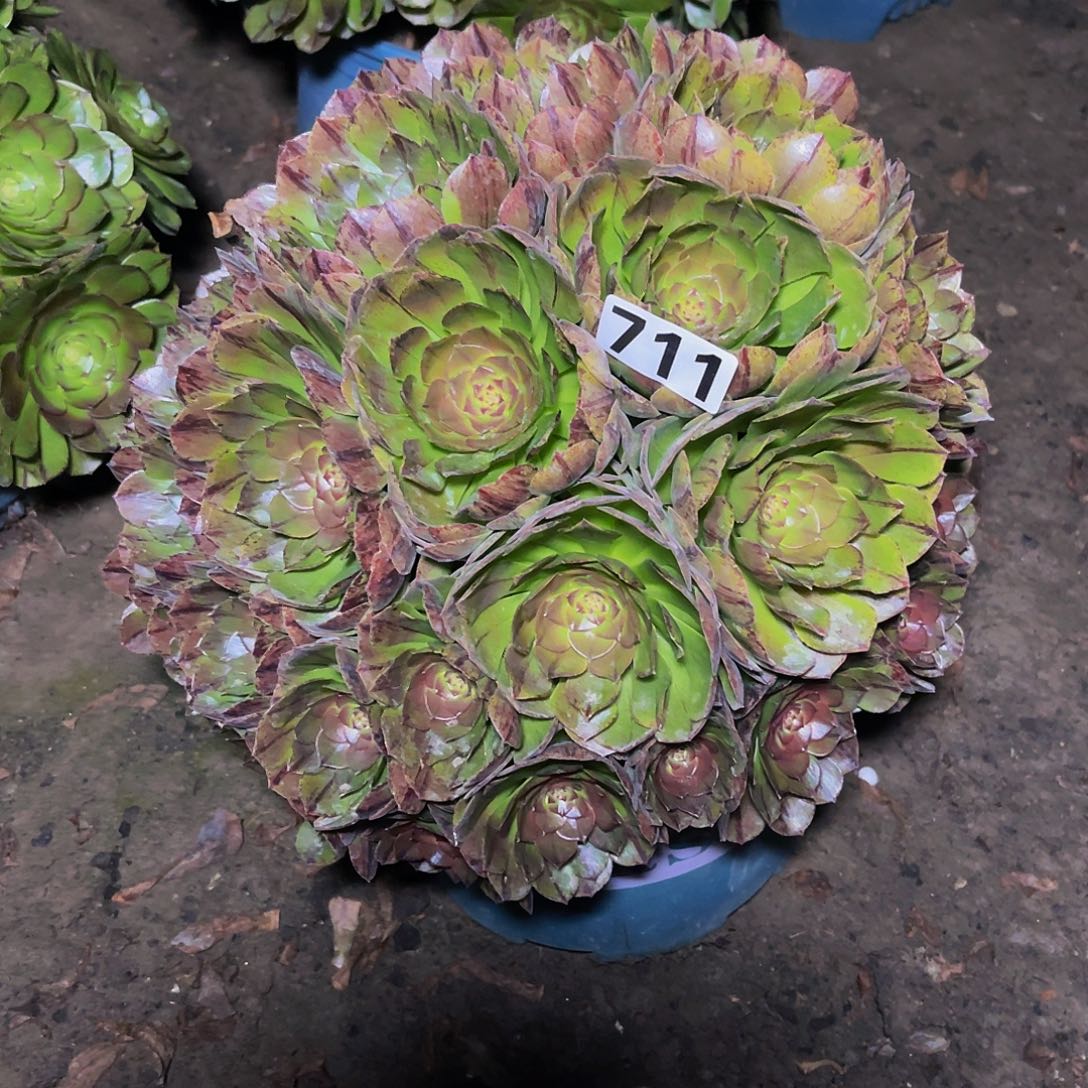 法师法师14-3包邮法师