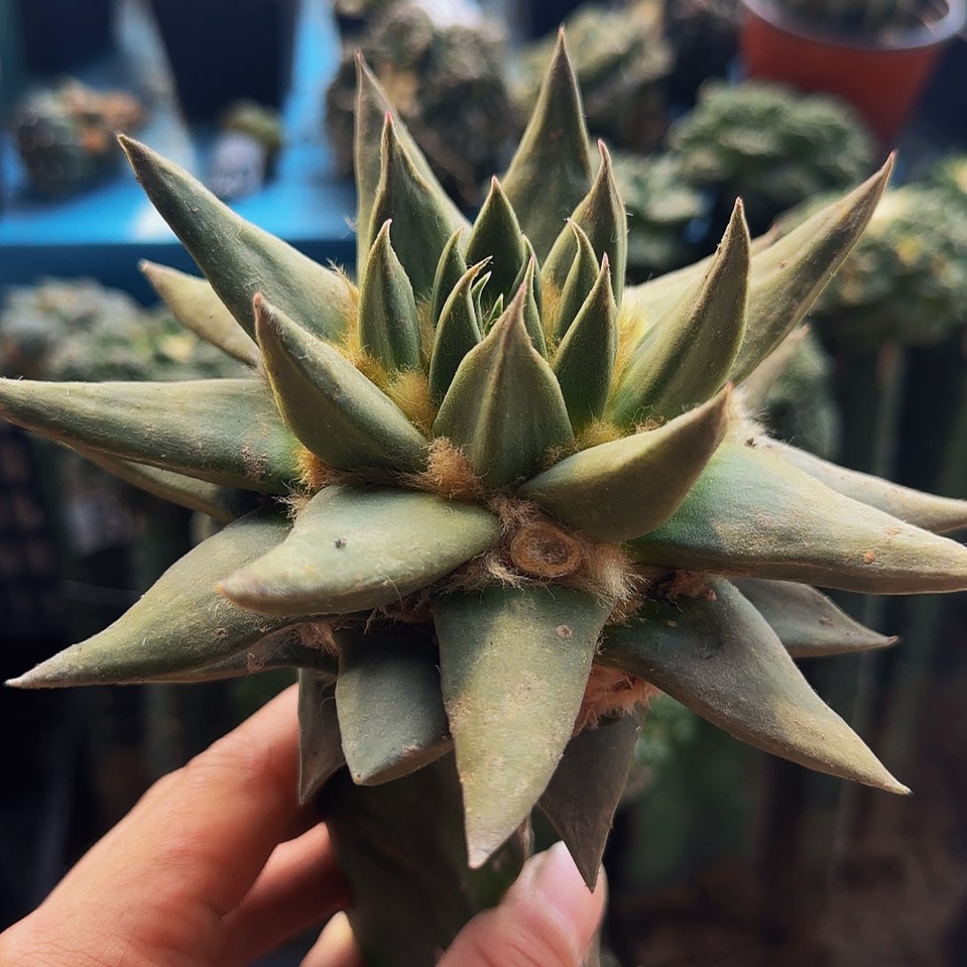 大龙牙505仙人球