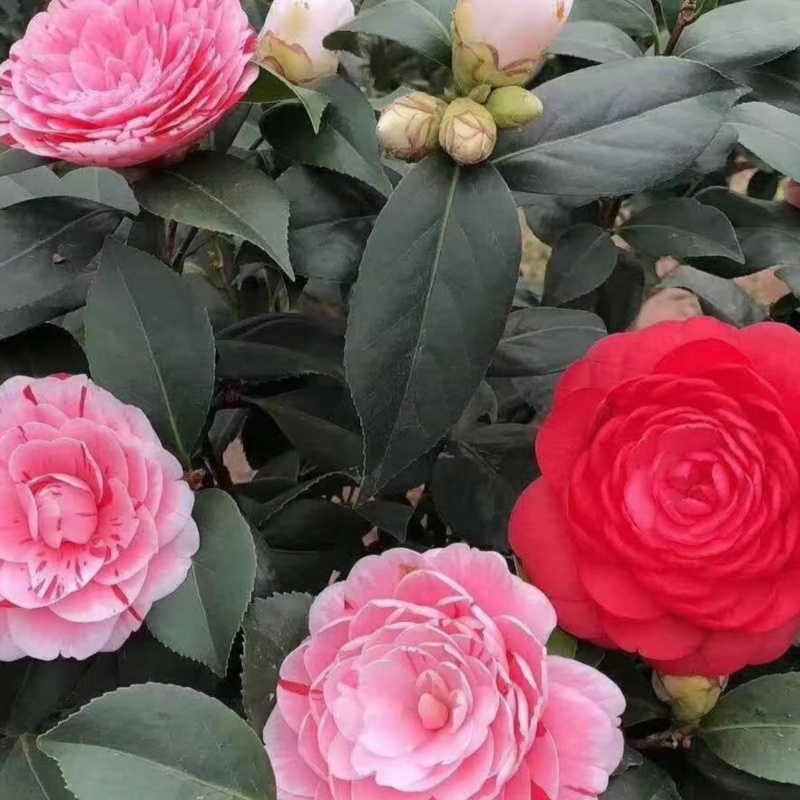 S级70cm - 90cm加大加高山茶花盆栽带花苞室内外种植好养