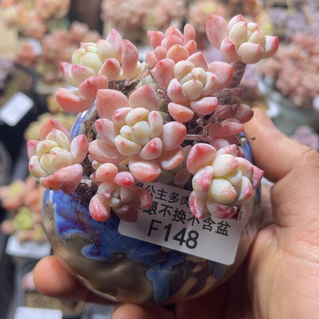 148粉香水7cm多肉