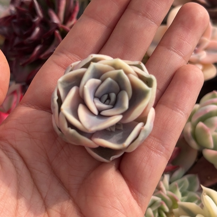 汉堡锦头盖一颗价格