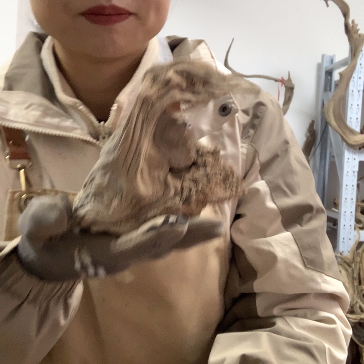 木太行崖柏毛料板根