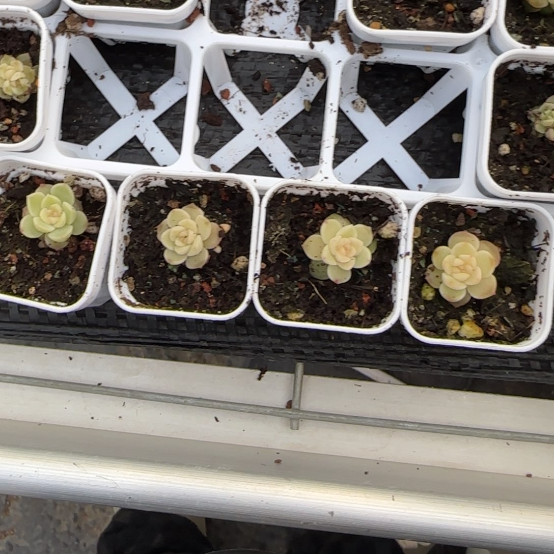 冰岛盆一个9床满25包邮