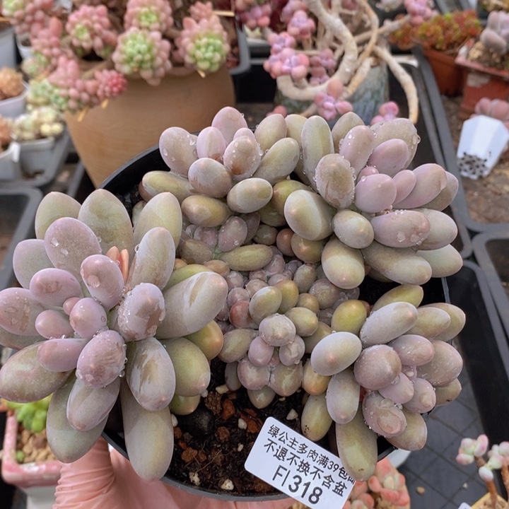 蛋黄奶16cm318多肉植物