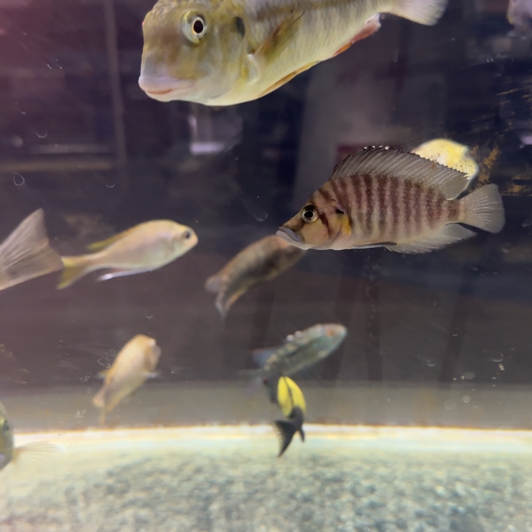 慈鲷周*生黄宽带^_^^_^^_^