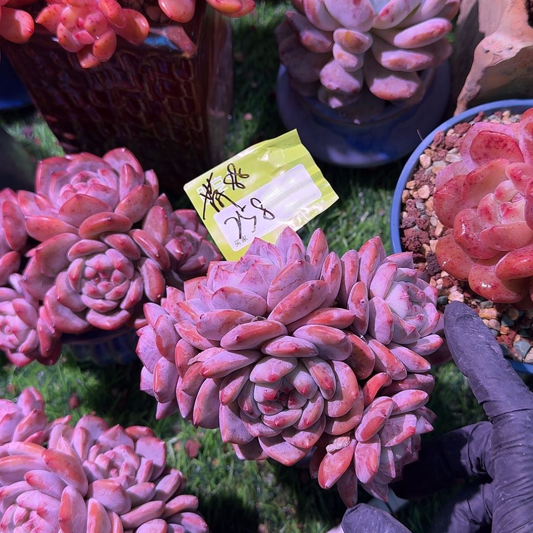 2***8星影群生带盆发货