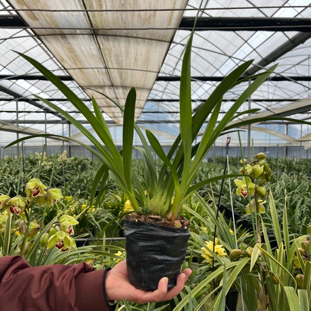 大花惠兰原苗，养后可开花