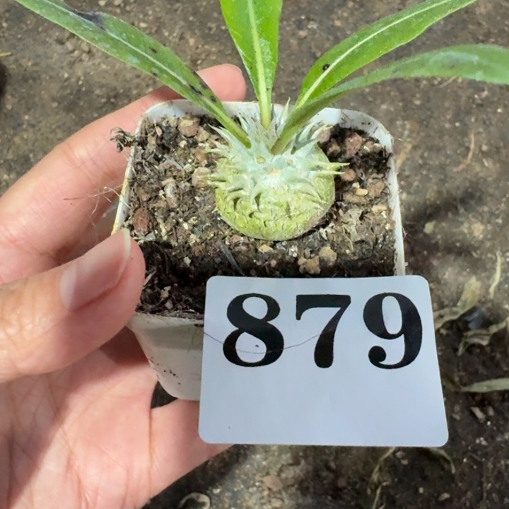 1颗惠比大黑一物一拍多肉