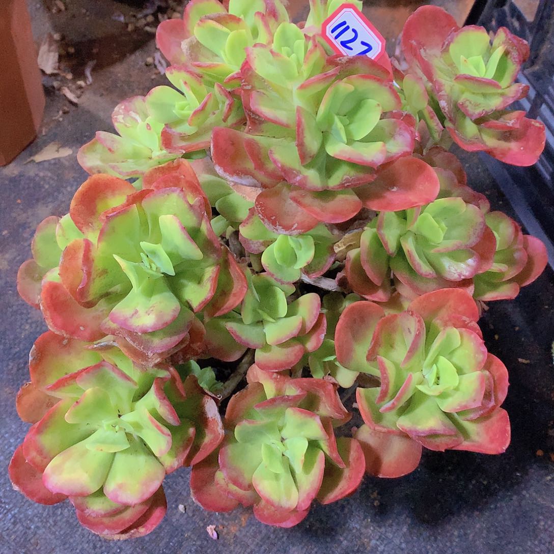 红梅1127晓晓一物一拍