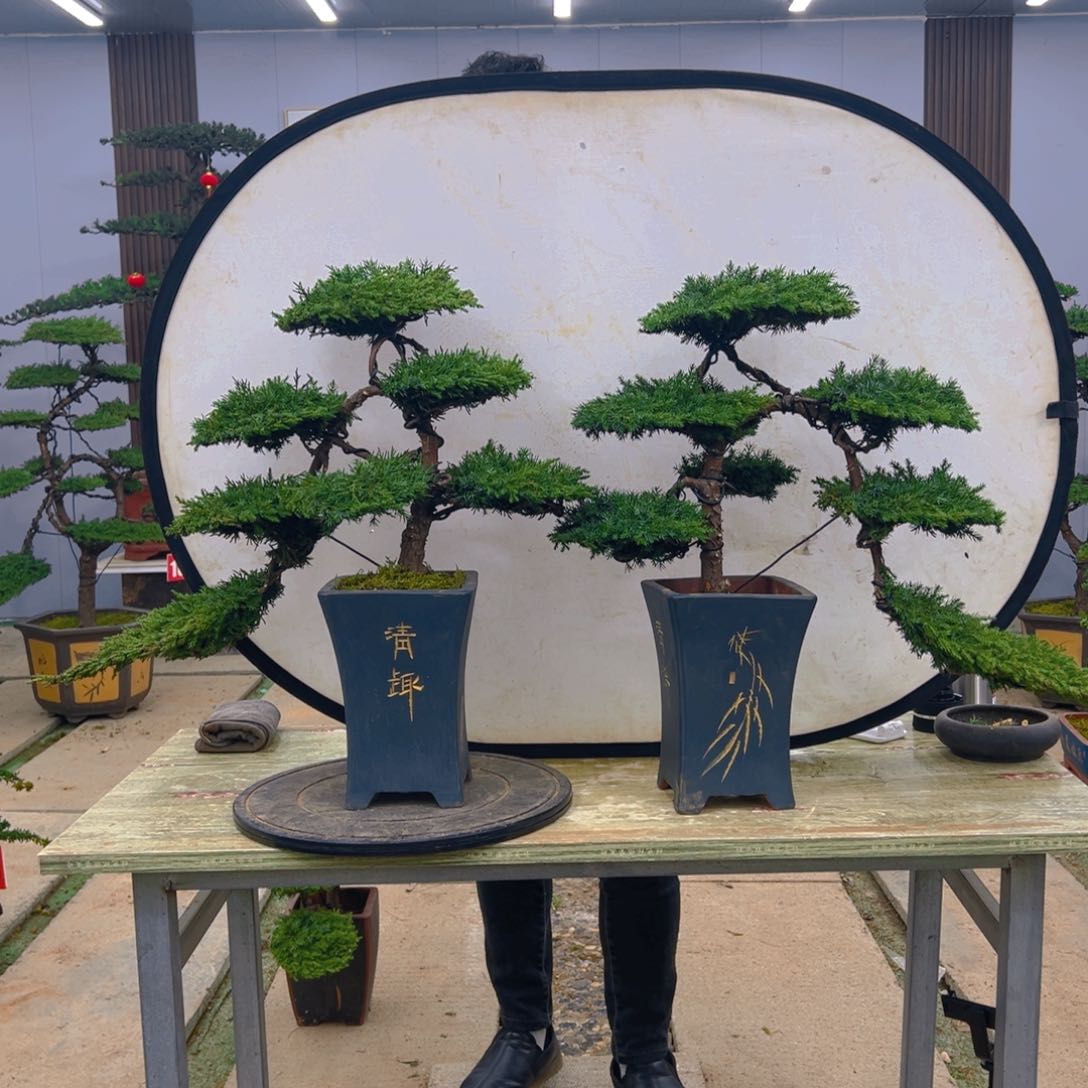 盆景龙爪松造型盆景