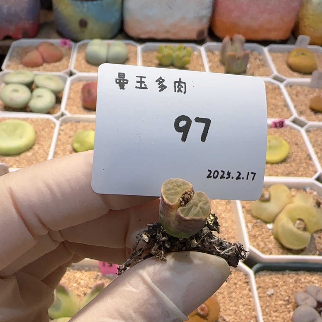 吃***?多肉多肉多肉2.17-097