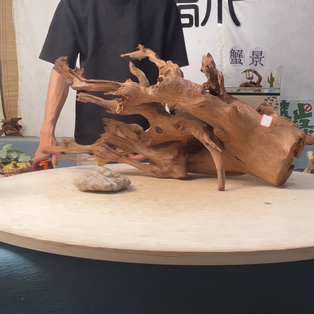 沉木造景寄居蟹造景