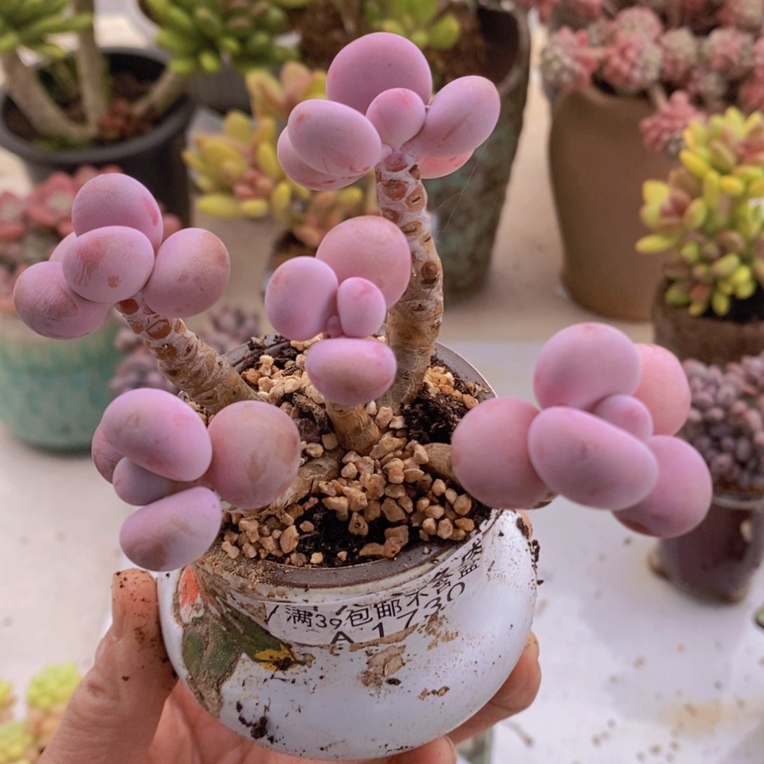 糖果桃蛋老桩8cm1730多肉植物