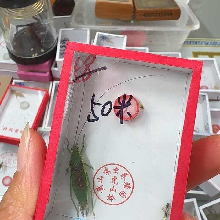 橘***猫蟋蟀蝈蝈我在外面吃饭1111111