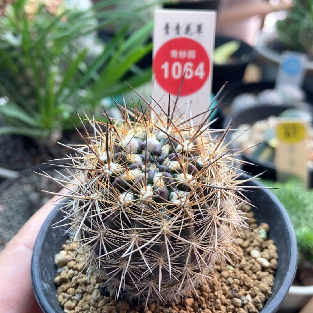 实生带花苞逆龙丸4.2cm