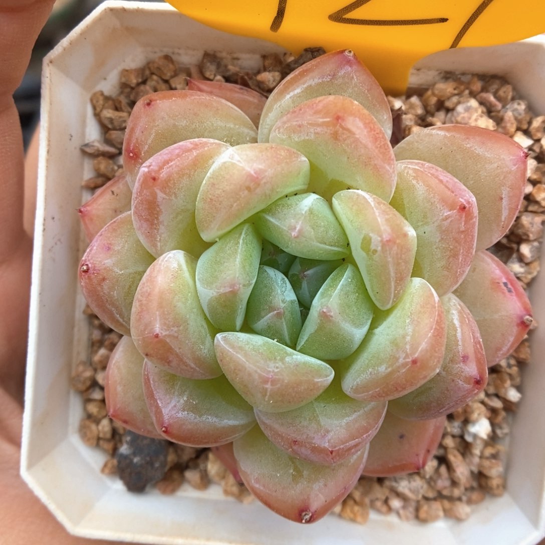 玄机可拍721号。 