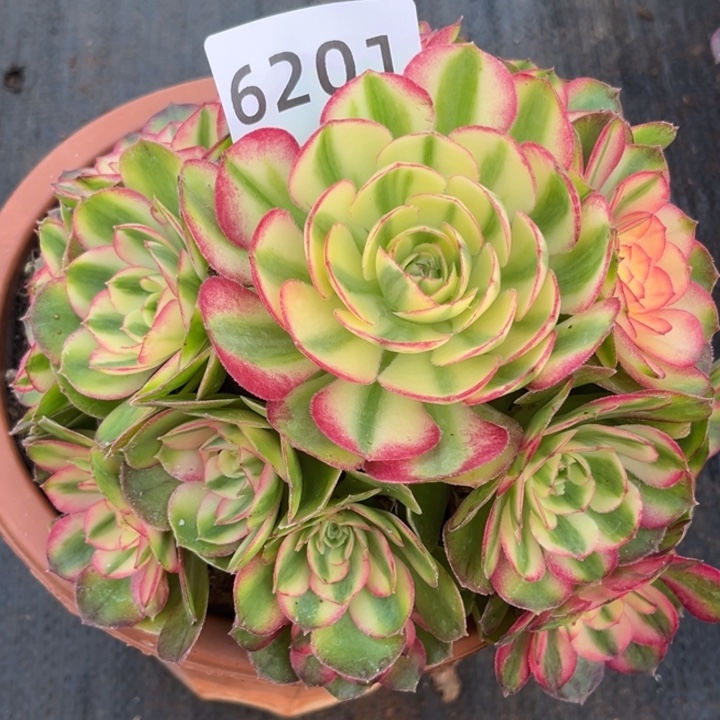 绿体荔枝特价多肉