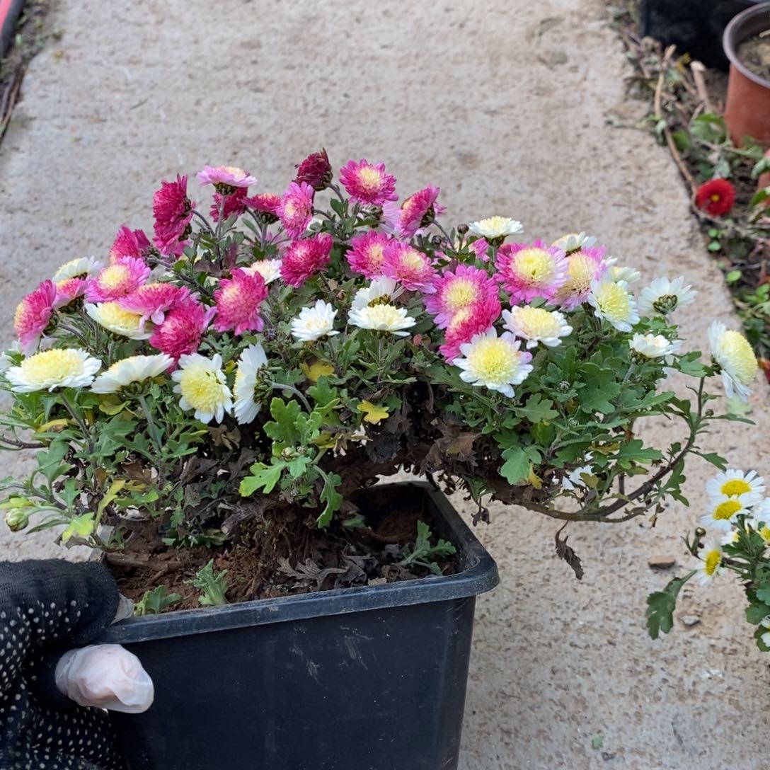 路***.无花朵盆景盆景盆景60