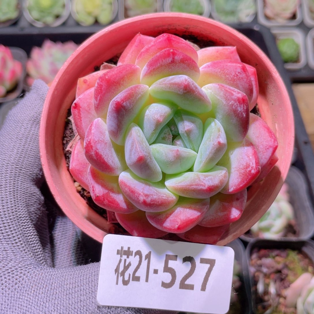 花利美21-527冰糖