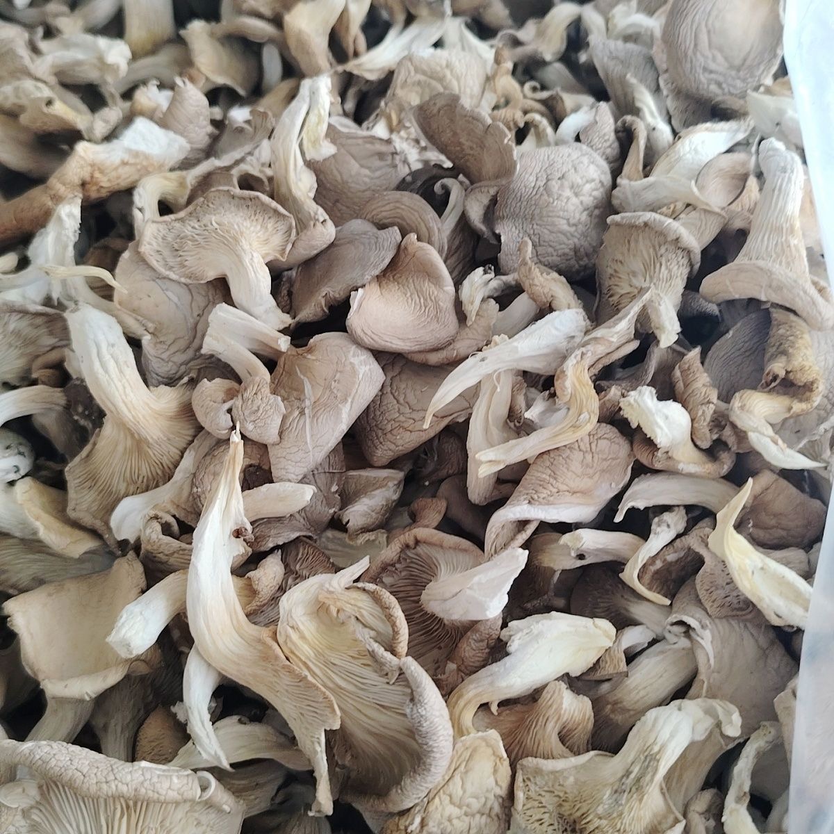 平菇姬菇干货营养丰富可煲汤炖肉炒菜产地直发的菌类干货