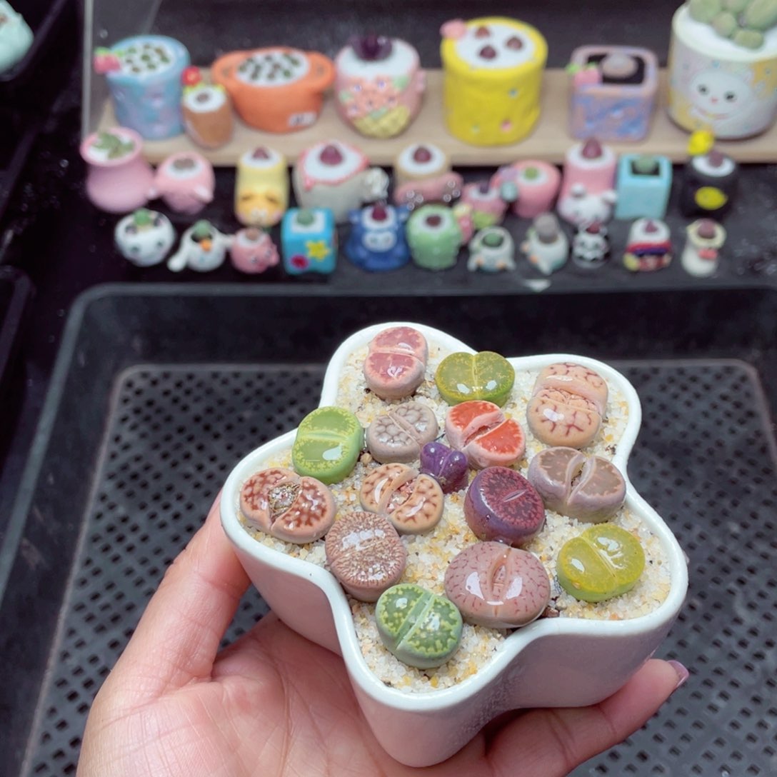 w9019 -零下地区拍保温箱-15支持寄养