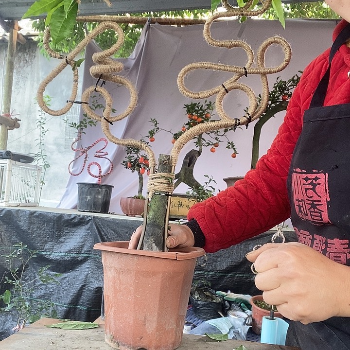 无花朵金弹子福寿双全
