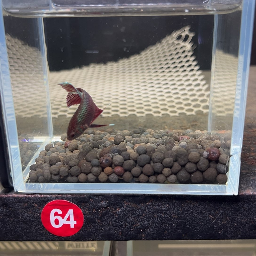 海水鱼泰国斗鱼原斗70号