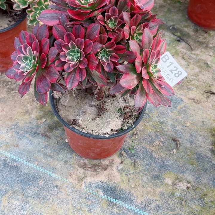 128安娜多肉植物纤