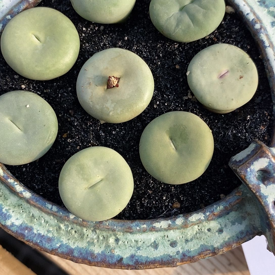 371大型嘴一组。     